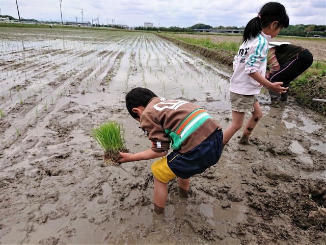 田植えを手伝う子供たち