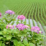 今日は「夏至」