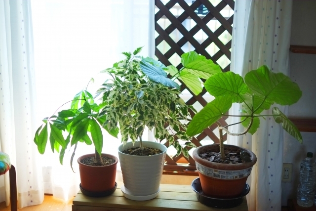 暗い玄関や室内にも置ける風水効果のある観葉植物はコレ 誰でも簡単に風水で幸せになる方法