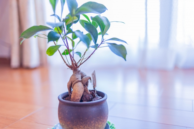 寝室に置きたい観葉植物５選 誰でも簡単に風水で幸せになる方法