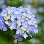 紫陽花は縁起が悪い？風水的に考えるアジサイの置き場所や植える場所とは！