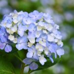 紫陽花は縁起が悪い？風水的に考えるアジサイの置き場所や植える場所とは！