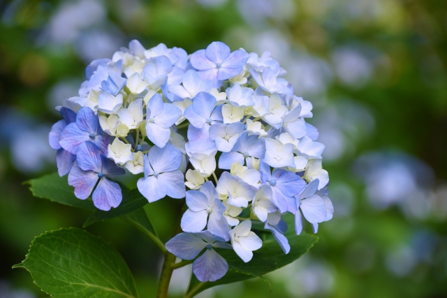 紫陽花は縁起が悪い 風水的に考えるアジサイの置き場所や植える場所とは 誰でも簡単に風水で幸せになる方法