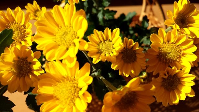 重陽の節句の花は菊