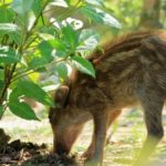 足腰の健康祈願にイノシシゆかりの護王神社へ初詣りを！