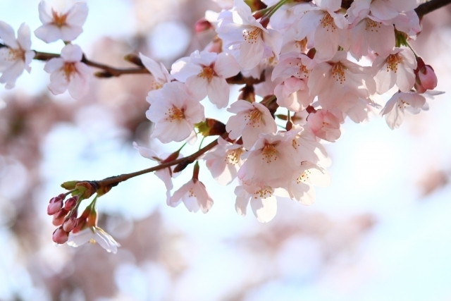 桜風水で厄落とし